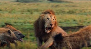 King Of The Jungle | Incredible Footage Of A Lion Facing Off With Over 20 Hyenas!